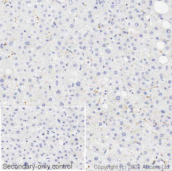 Immunohistochemistry (Formalin/PFA-fixed paraffin-embedded sections) - Anti-Alpha-synuclein antibody [syn211] - BSA and Azide free (AB206675)