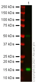 Western blot - Anti-Alpha-synuclein antibody [syn211] - BSA and Azide free (AB206675)