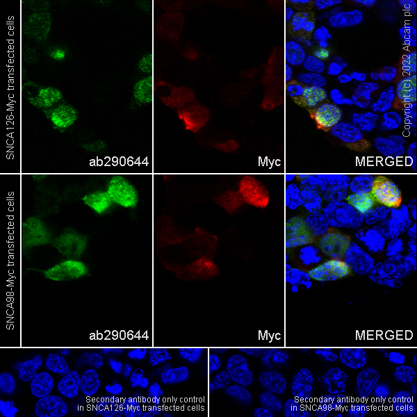 Immunocytochemistry - Anti-Alpha-synuclein, isoform 98 and 126 antibody [EPR25117-81] (AB290644), expandable thumbnail