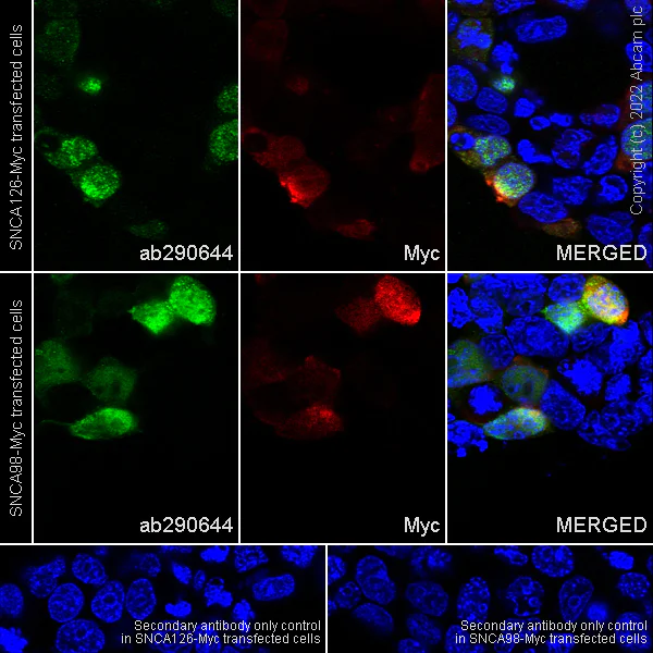 Immunocytochemistry - Anti-Alpha-synuclein, isoform 98 and 126 antibody [EPR25117-81] - BSA and Azide free (AB290655)