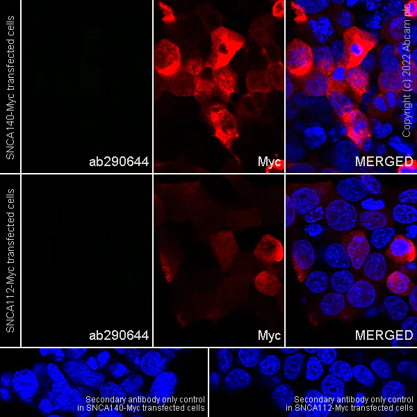 Immunocytochemistry/ Immunofluorescence - Anti-Alpha-synuclein, isoform 98 and 126 antibody [EPR25117-81] - BSA and Azide free (AB290655)