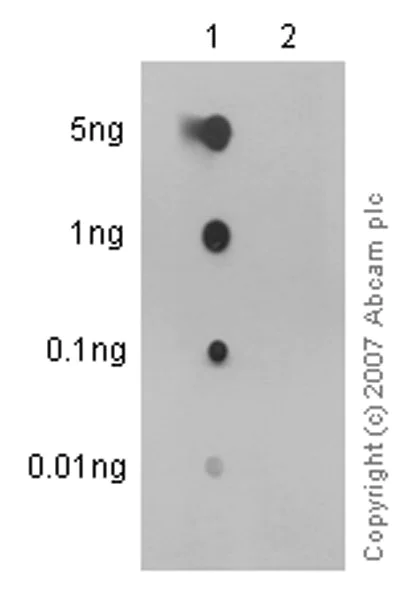 Dot Blot - Anti-Alpha-synuclein (phospho S129) antibody [EP1536Y] (AB51253)