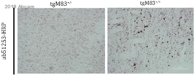 Immunohistochemistry - Free Floating - Anti-Alpha-synuclein (phospho S129) antibody [EP1536Y] (AB51253)