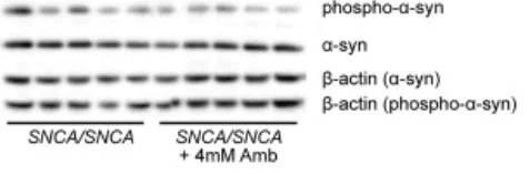 cyanosis様 PE Annexin V