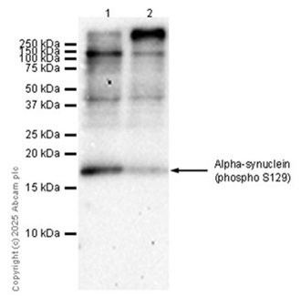 Anti-Alpha-synuclein (phospho S129) antibody [EP1536Y] - BSA and Azide free