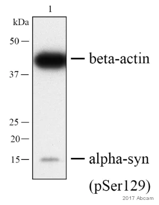 おまとめ【fl319】【fl326】【fl388】【aph67】【aph69】 Alexa Fluor® 647 conjugated Anti-gamma H2A.X (phospho S139