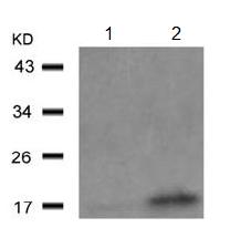 Western blot - Anti-Alpha-synuclein (phospho Y125) antibody (AB131466), expandable thumbnail