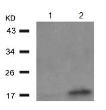 Western blot - Anti-Alpha-synuclein (phospho Y125) antibody (AB131466)