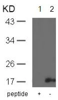 Western blot - Anti-Alpha-synuclein (phospho Y136) antibody (AB131491)