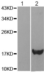 Western blot - Anti-Alpha-synuclein (phospho Y136) antibody (AB194775), expandable thumbnail