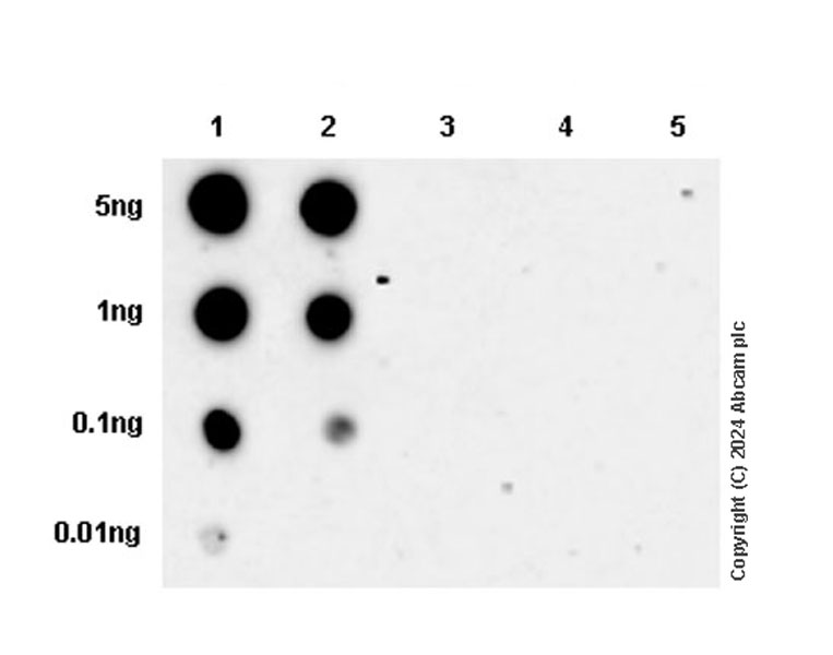 Dot Blot - Anti-Alpha-synuclein (phospho Y39) antibody [EPR25118-5] (AB317366), expandable thumbnail