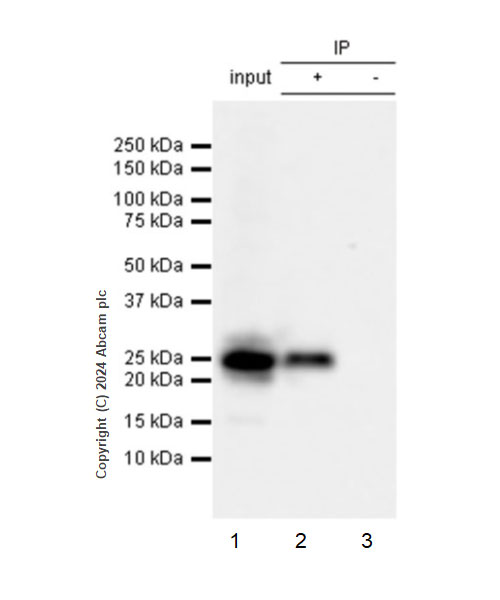 Immunoprecipitation - Anti-Alpha-synuclein (phospho Y39) antibody [EPR25118-5] (AB317366), expandable thumbnail