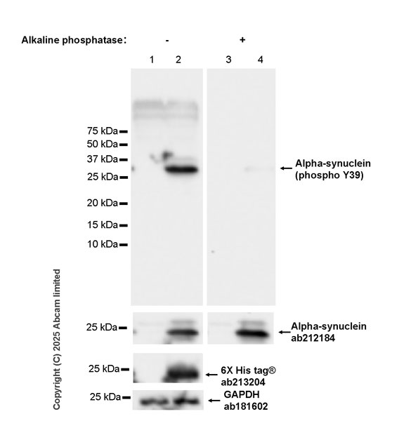 Western blot - Anti-Alpha-synuclein (phospho Y39) antibody [EPR25118-5] (AB317366), expandable thumbnail