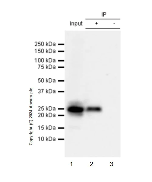 Immunoprecipitation - Anti-Alpha-synuclein (phospho Y39) antibody [EPR25118-5] - BSA and Azide free (AB317367)