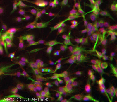 Immunocytochemistry - Anti-alpha Tubulin (acetyl K40) antibody [6-11B-1] (AB24610)