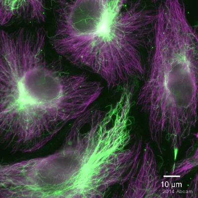 Immunocytochemistry - Anti-alpha Tubulin (acetyl K40) antibody [6-11B-1] (AB24610)