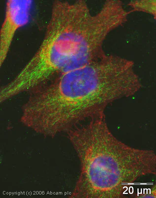 Immunocytochemistry - Anti-alpha Tubulin (acetyl K40) antibody [6-11B-1] (AB24610)