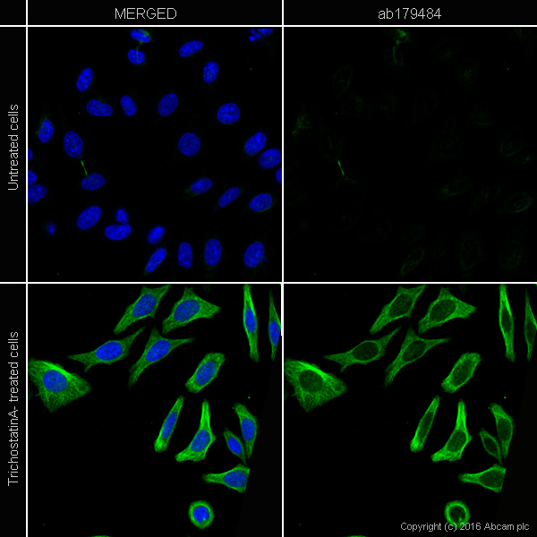 Immunocytochemistry/ Immunofluorescence - Anti-alpha Tubulin (acetyl K40) antibody [EPR16772] (AB179484), expandable thumbnail