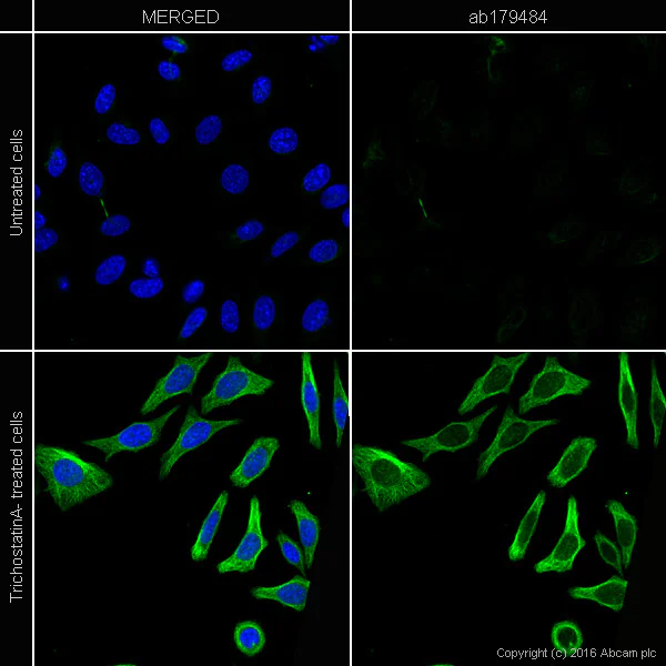 Immunocytochemistry/ Immunofluorescence - Anti-alpha Tubulin (acetyl K40) antibody [EPR16772] (AB179484)