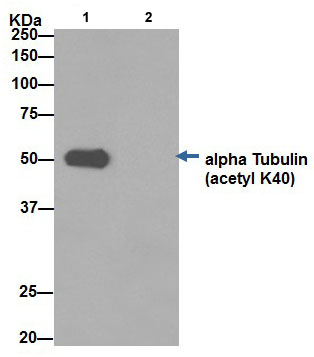 Immunoprecipitation - Anti-alpha Tubulin (acetyl K40) antibody [EPR16772] (ab179484), expandable thumbnail