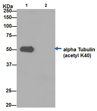 Immunoprecipitation - Anti-alpha Tubulin (acetyl K40) antibody [EPR16772] (AB179484)