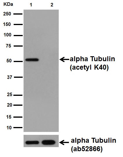 Western blot - Anti-alpha Tubulin (acetyl K40) antibody [EPR16772] (ab179484), expandable thumbnail