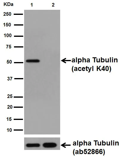 Western blot - Anti-alpha Tubulin (acetyl K40) antibody [EPR16772] (AB179484)