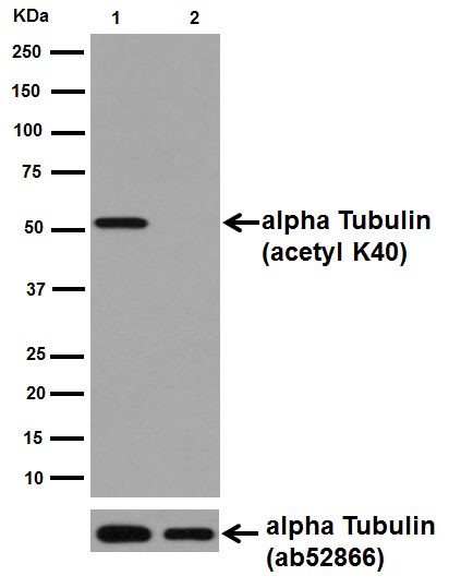 Western blot - Anti-alpha Tubulin (acetyl K40) antibody [EPR16772] (AB179484), expandable thumbnail