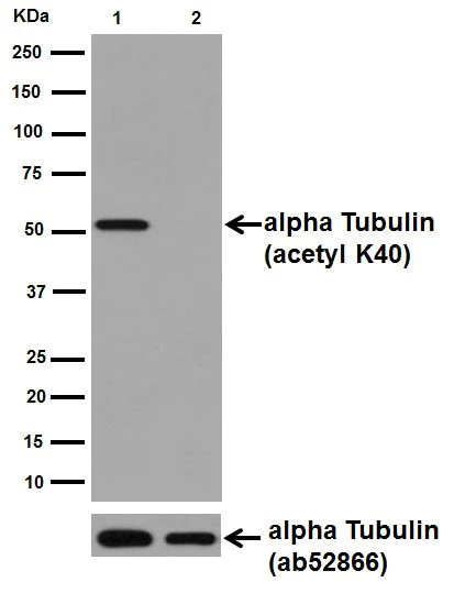 Western blot - Anti-alpha Tubulin (acetyl K40) antibody [EPR16772] (AB179484)
