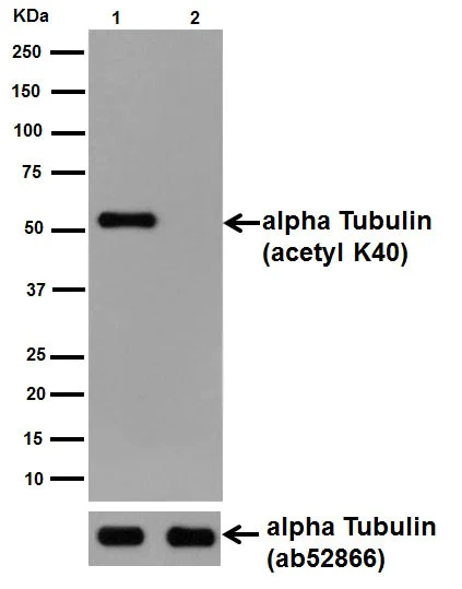 Anti-alpha Tubulin (acetyl K40) antibody [EPR16772] (ab179484) | Abcam