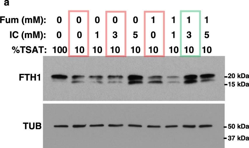 Western blot - Anti-alpha Tubulin (acetyl K40) antibody [EPR16772] (ab179484), expandable thumbnail