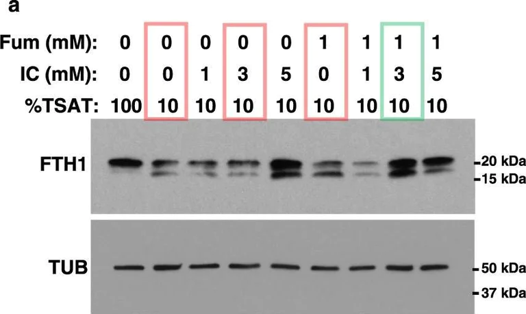 Western blot - Anti-alpha Tubulin (acetyl K40) antibody [EPR16772] (AB179484)