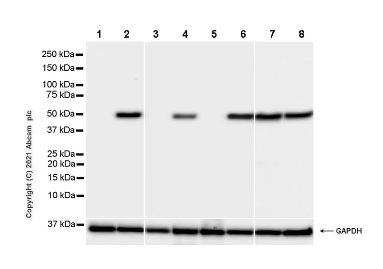 Western blot - Anti-alpha Tubulin (acetyl K40) antibody [EPR16772] - Goat IgG (Chimeric) - BSA and Azide free (AB289877)