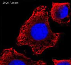 Immunocytochemistry - Anti-alpha Tubulin antibody [B-5-1-2] - Microtubule Marker (AB11304)