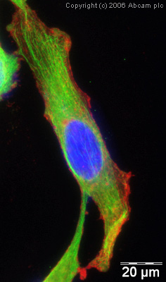 Immunocytochemistry/ Immunofluorescence - Anti-alpha Tubulin antibody [DM1A] - BSA and Azide free (ab264493), expandable thumbnail