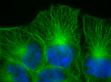 Immunocytochemistry/ Immunofluorescence - Anti-alpha Tubulin antibody [DM1A] - BSA and Azide free (ab264493), expandable thumbnail