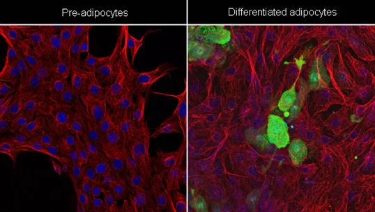 Immunocytochemistry/ Immunofluorescence - Anti-alpha Tubulin antibody [DM1A] - BSA and Azide free (AB264493)