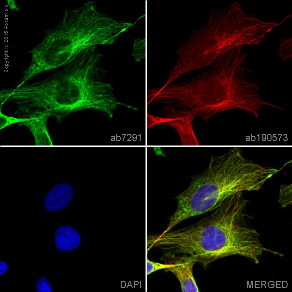 Immunocytochemistry/ Immunofluorescence - Anti-alpha Tubulin antibody [DM1A] - BSA and Azide free (AB264493)