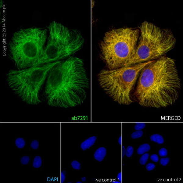 Immunocytochemistry/ Immunofluorescence - Anti-alpha Tubulin antibody [DM1A] - BSA and Azide free (AB264493)