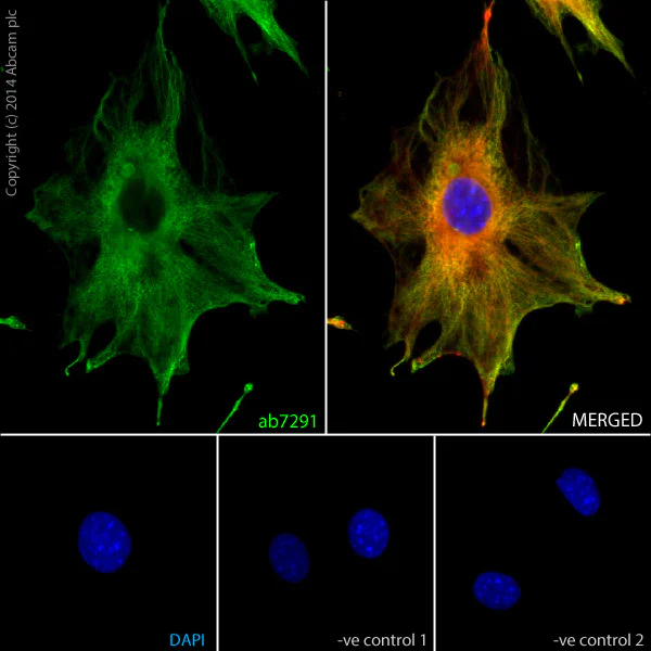 Immunocytochemistry/ Immunofluorescence - Anti-alpha Tubulin antibody [DM1A] - BSA and Azide free (AB264493)