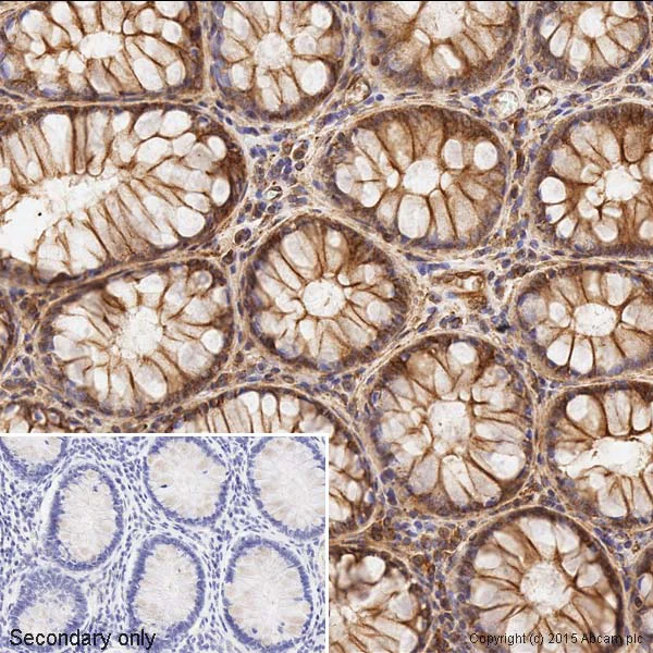 Immunohistochemistry (Formalin/PFA-fixed paraffin-embedded sections) - Anti-alpha Tubulin antibody [DM1A] - BSA and Azide free (AB264493)