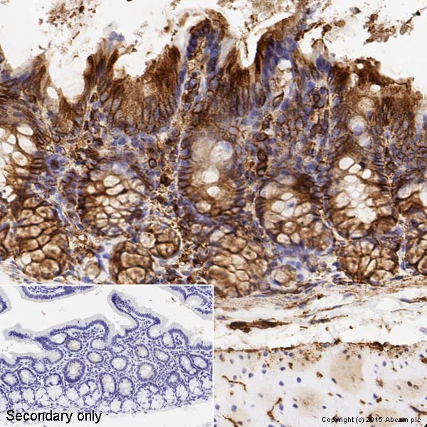 Immunohistochemistry (Formalin/PFA-fixed paraffin-embedded sections) - Anti-alpha Tubulin antibody [DM1A] - BSA and Azide free (AB264493)
