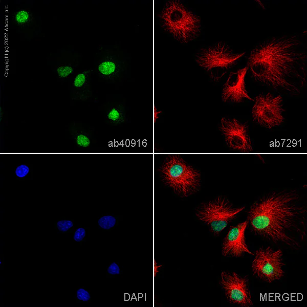 Immunocytochemistry/ Immunofluorescence - Anti-alpha Tubulin antibody [DM1A] - Loading Control (AB7291)