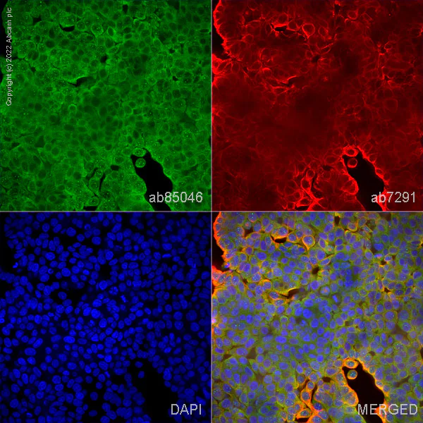 Immunocytochemistry/ Immunofluorescence - Anti-alpha Tubulin antibody [DM1A] - Loading Control (AB7291)