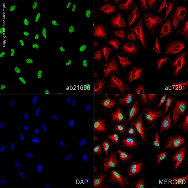 Immunocytochemistry/ Immunofluorescence - Anti-alpha Tubulin antibody [DM1A] - Loading Control (AB7291)