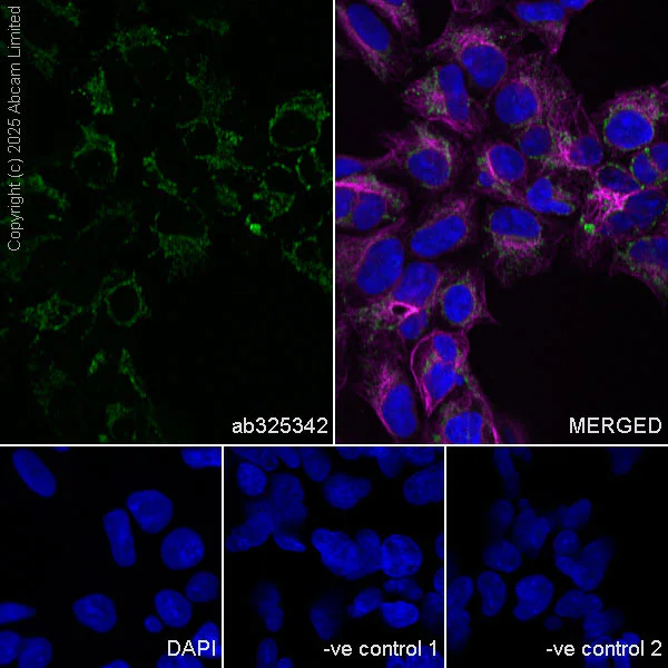 Immunocytochemistry/ Immunofluorescence - Anti-alpha Tubulin antibody [DM1A] - Loading Control (AB7291)