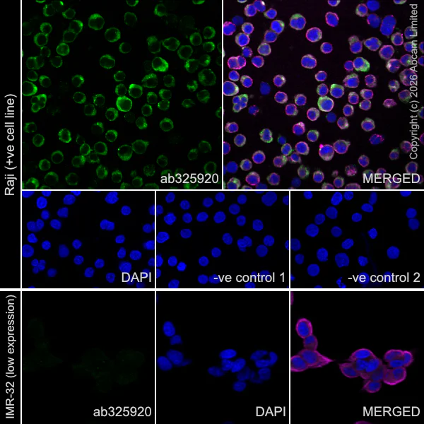 Immunocytochemistry/ Immunofluorescence - Anti-alpha Tubulin antibody [DM1A] - Loading Control (AB7291)