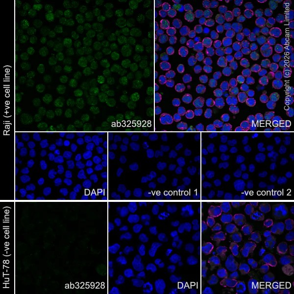 Immunocytochemistry/ Immunofluorescence - Anti-alpha Tubulin antibody [DM1A] - Loading Control (AB7291)