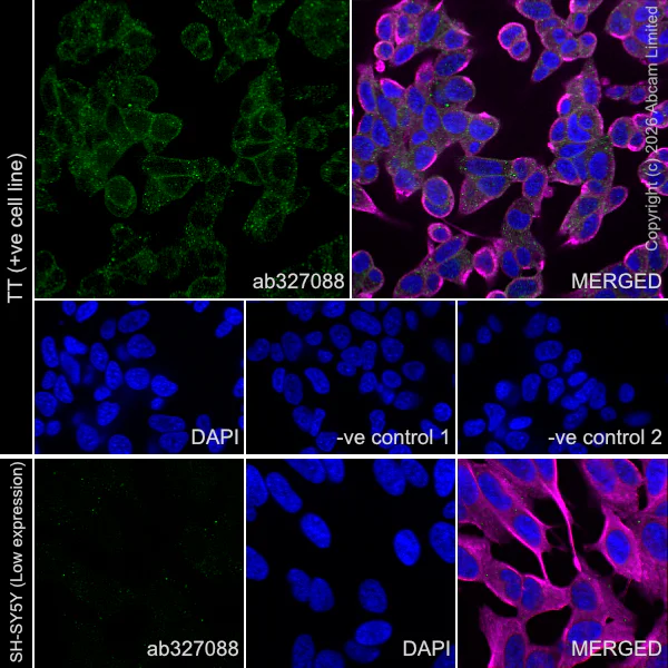 Immunocytochemistry/ Immunofluorescence - Anti-alpha Tubulin antibody [DM1A] - Loading Control (AB7291)