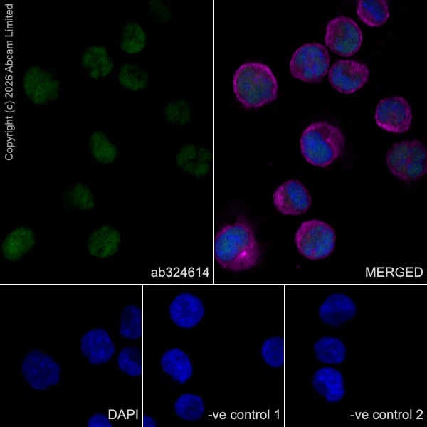 Immunocytochemistry/ Immunofluorescence - Anti-alpha Tubulin antibody [DM1A] - Loading Control (AB7291)